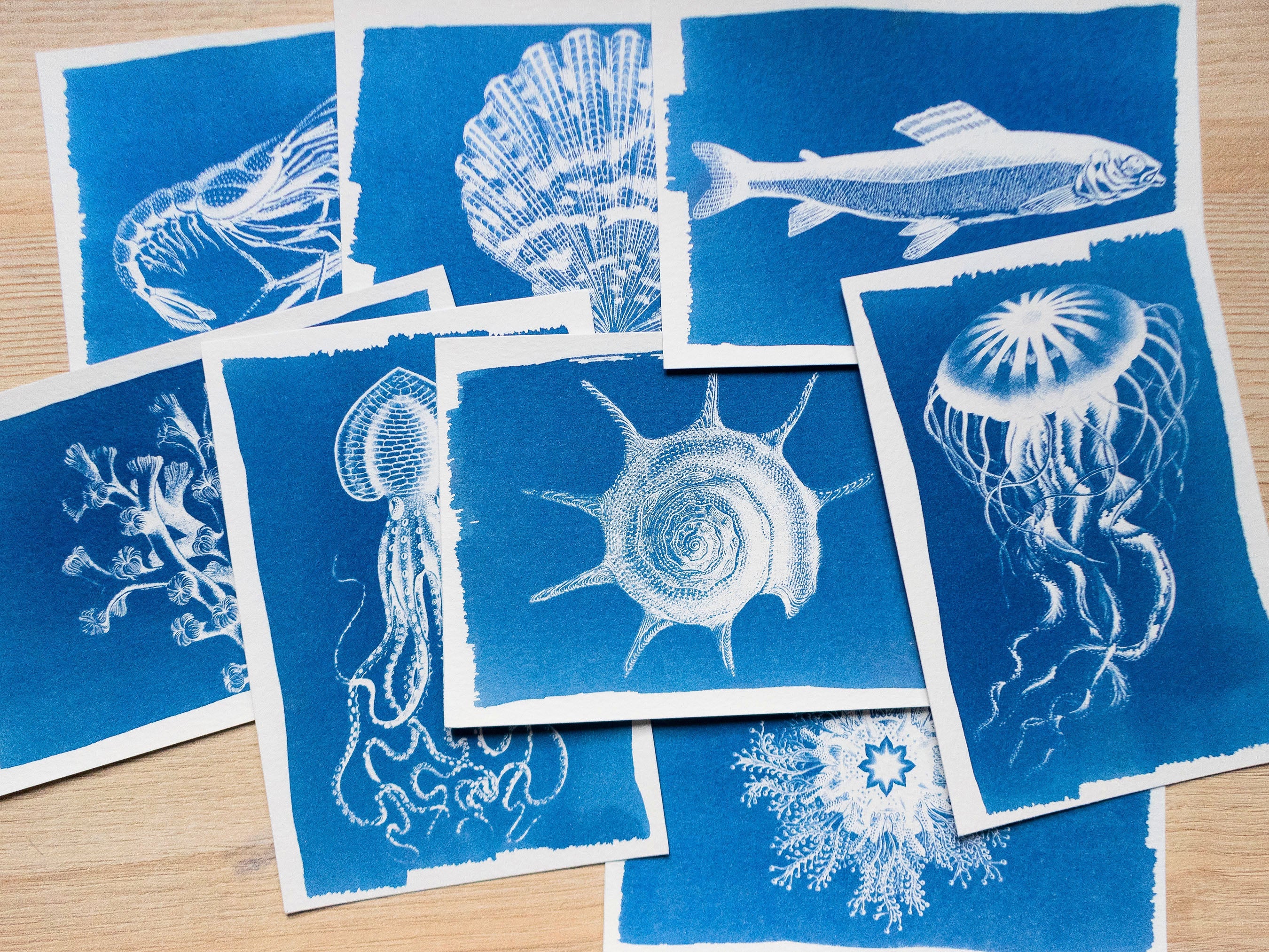 sea animals cyanotype stencils