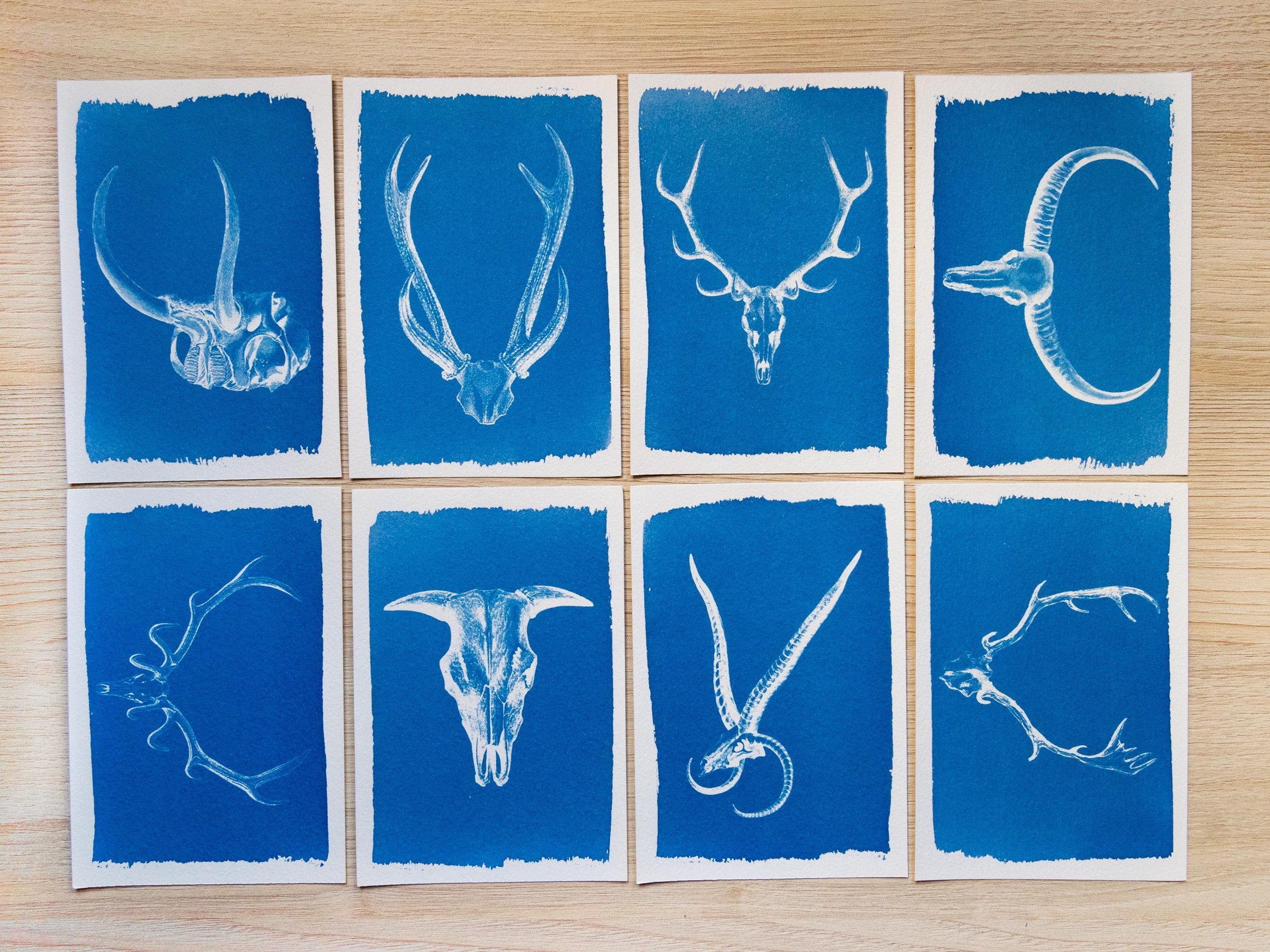 Animal Antlers Cyanotype prints