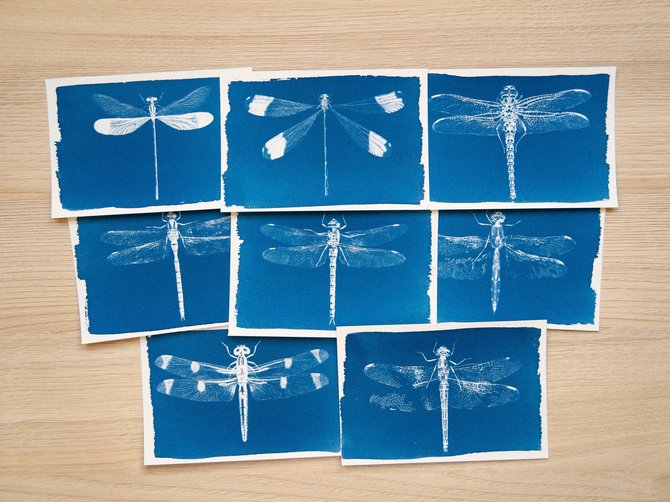 Dragonflies Cyanotype prints
