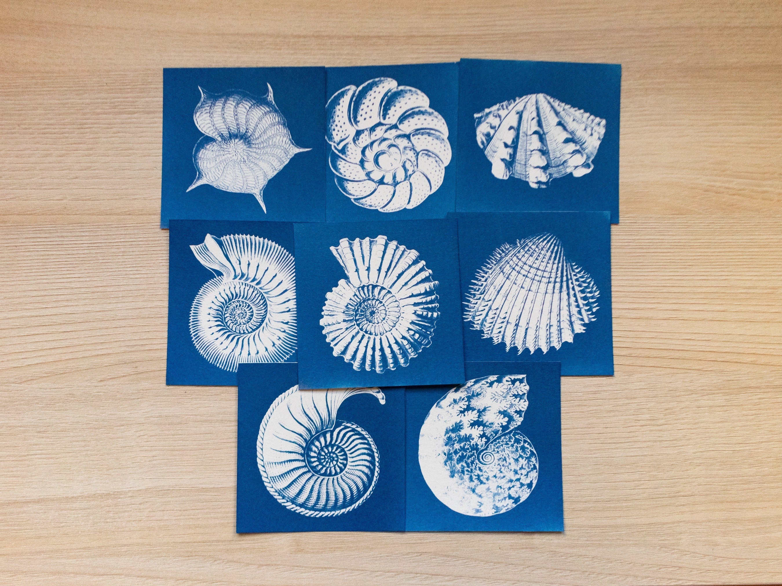 Nautilus and Shells Cyanotype print