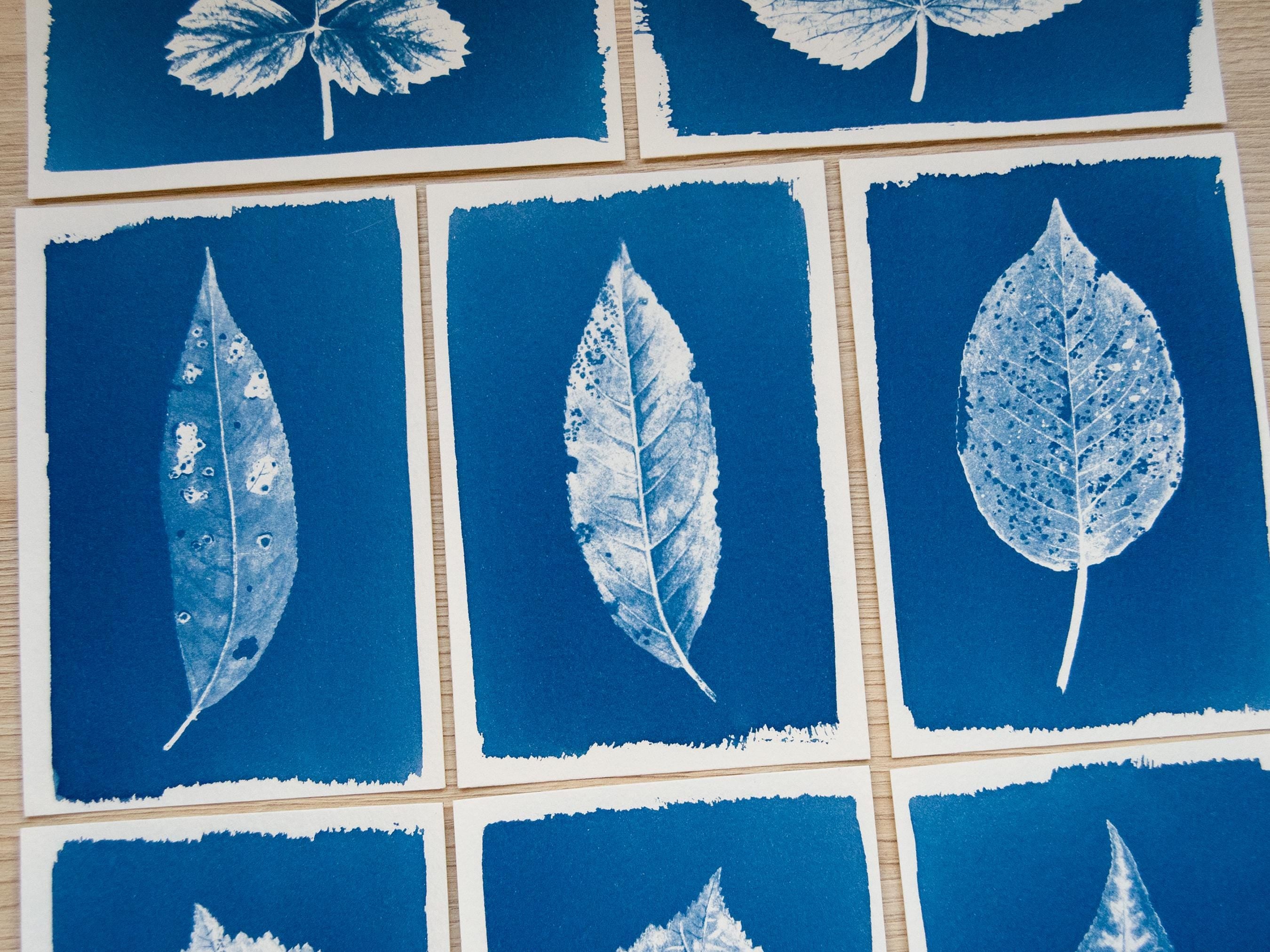 Pressed Leaf Cyanotype print