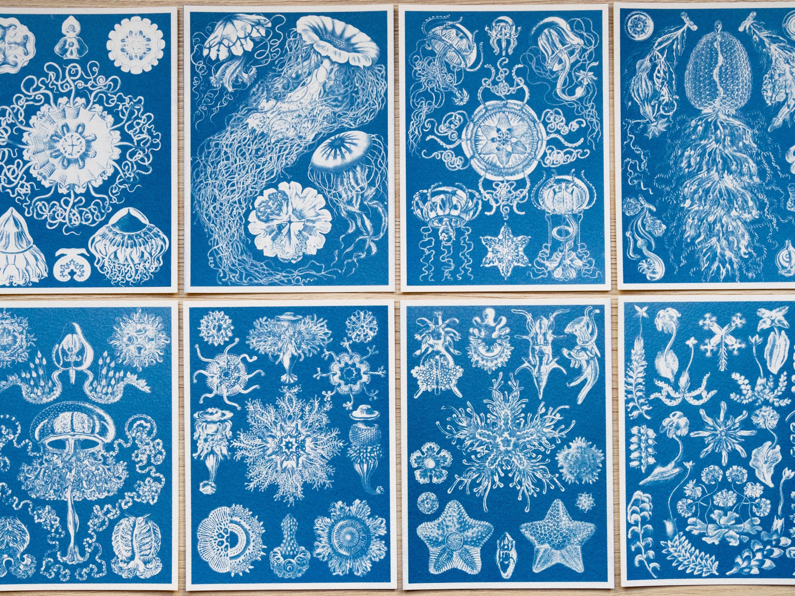 cyanotype prints of Ernst Haeckel paintings