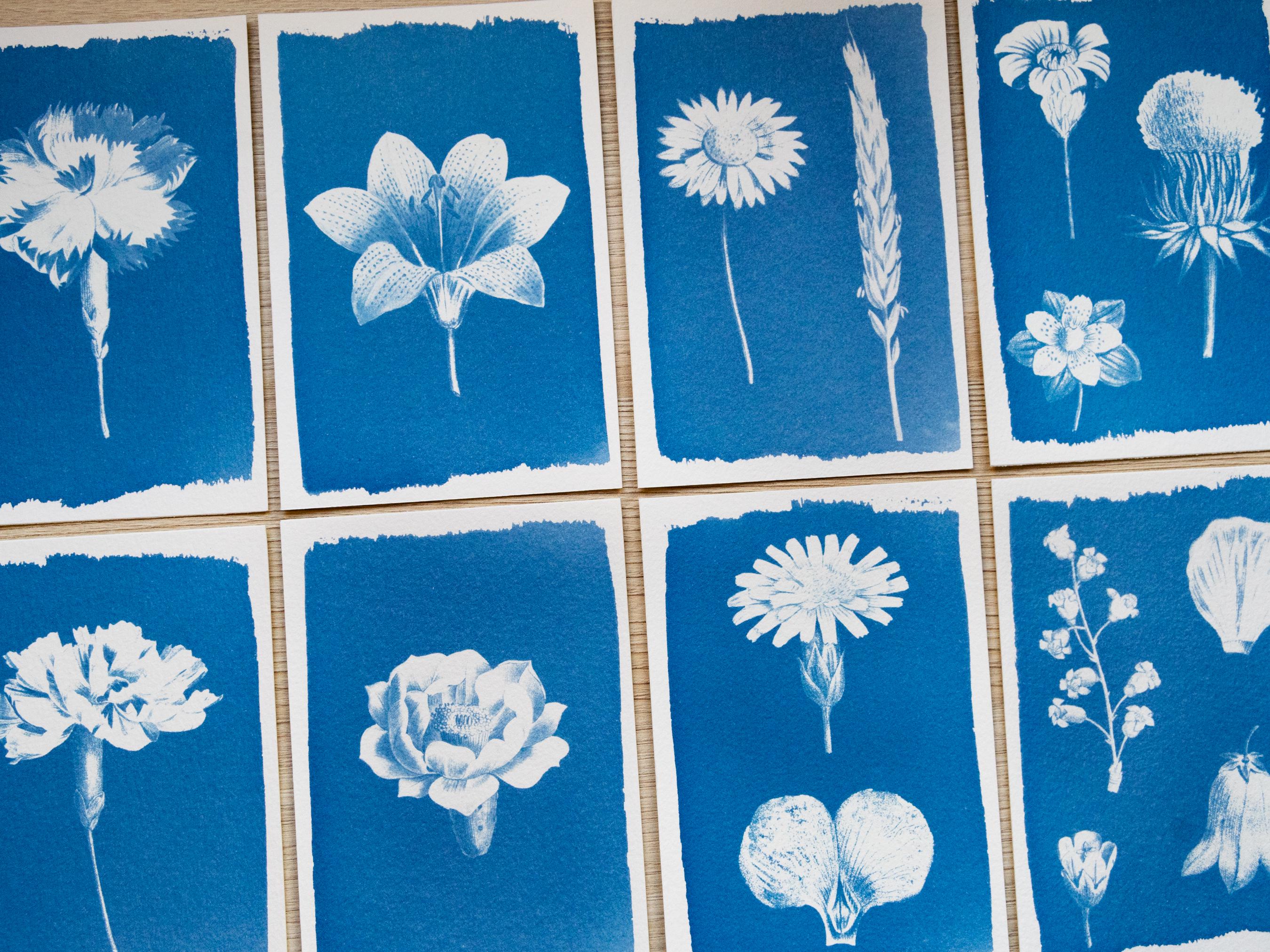 pressed flowers solar printing art