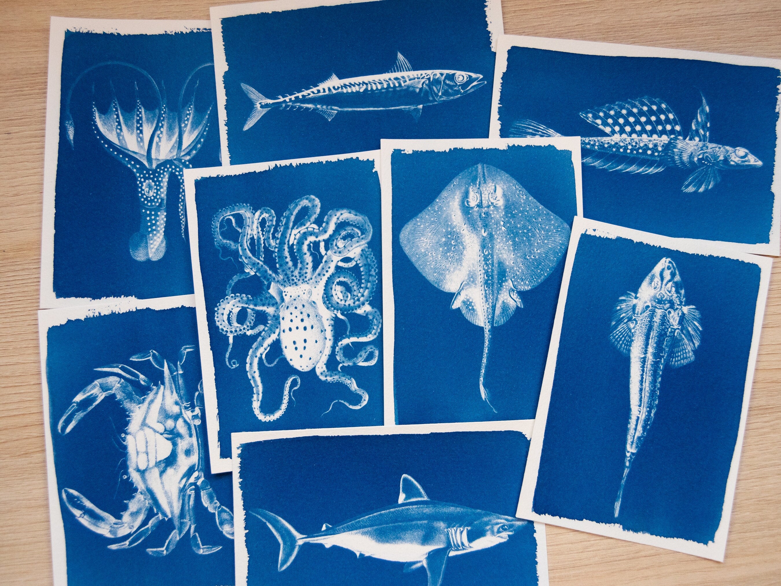 sea animals cyanotype print