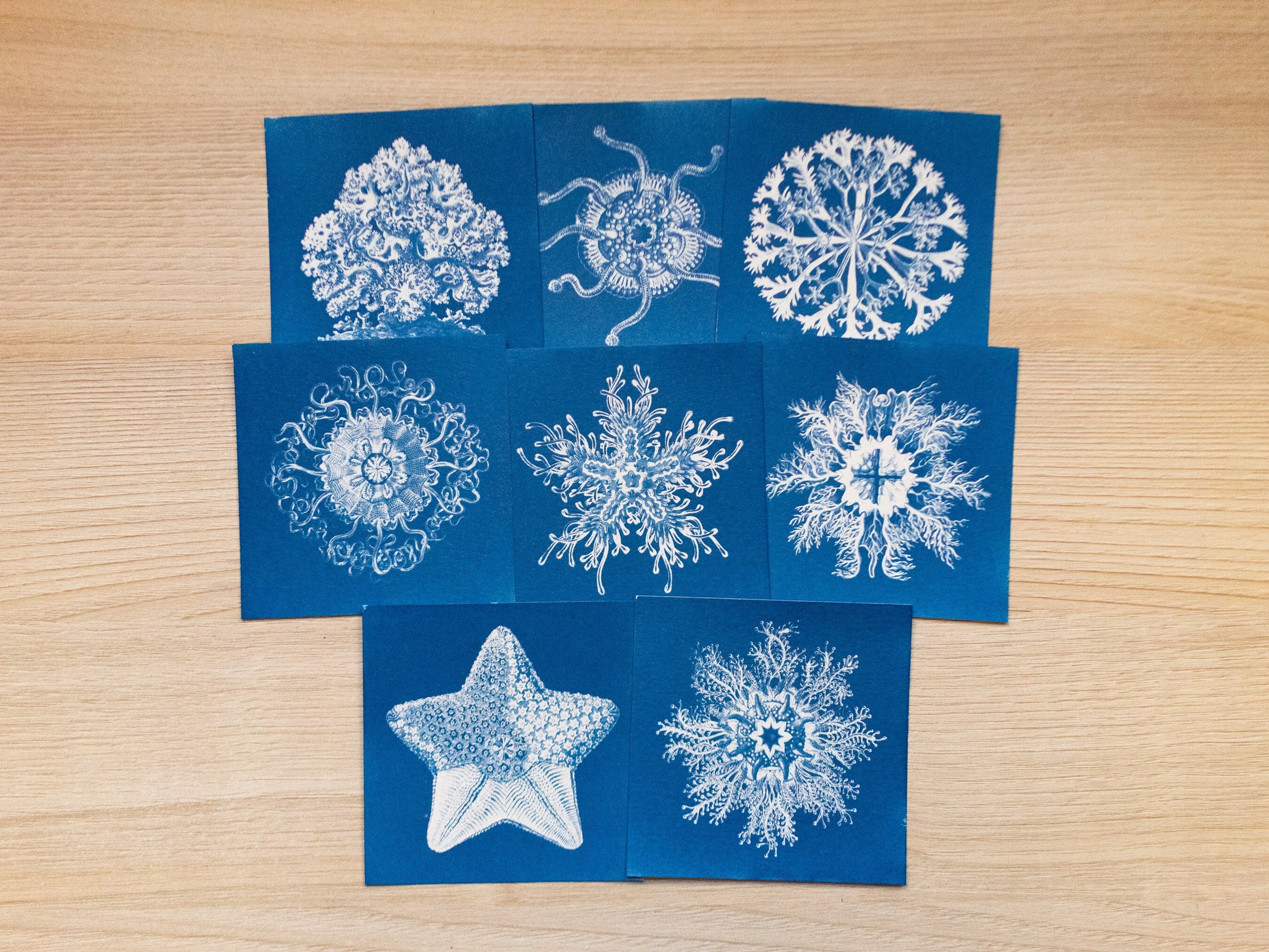 sea creatures cyanotype prints