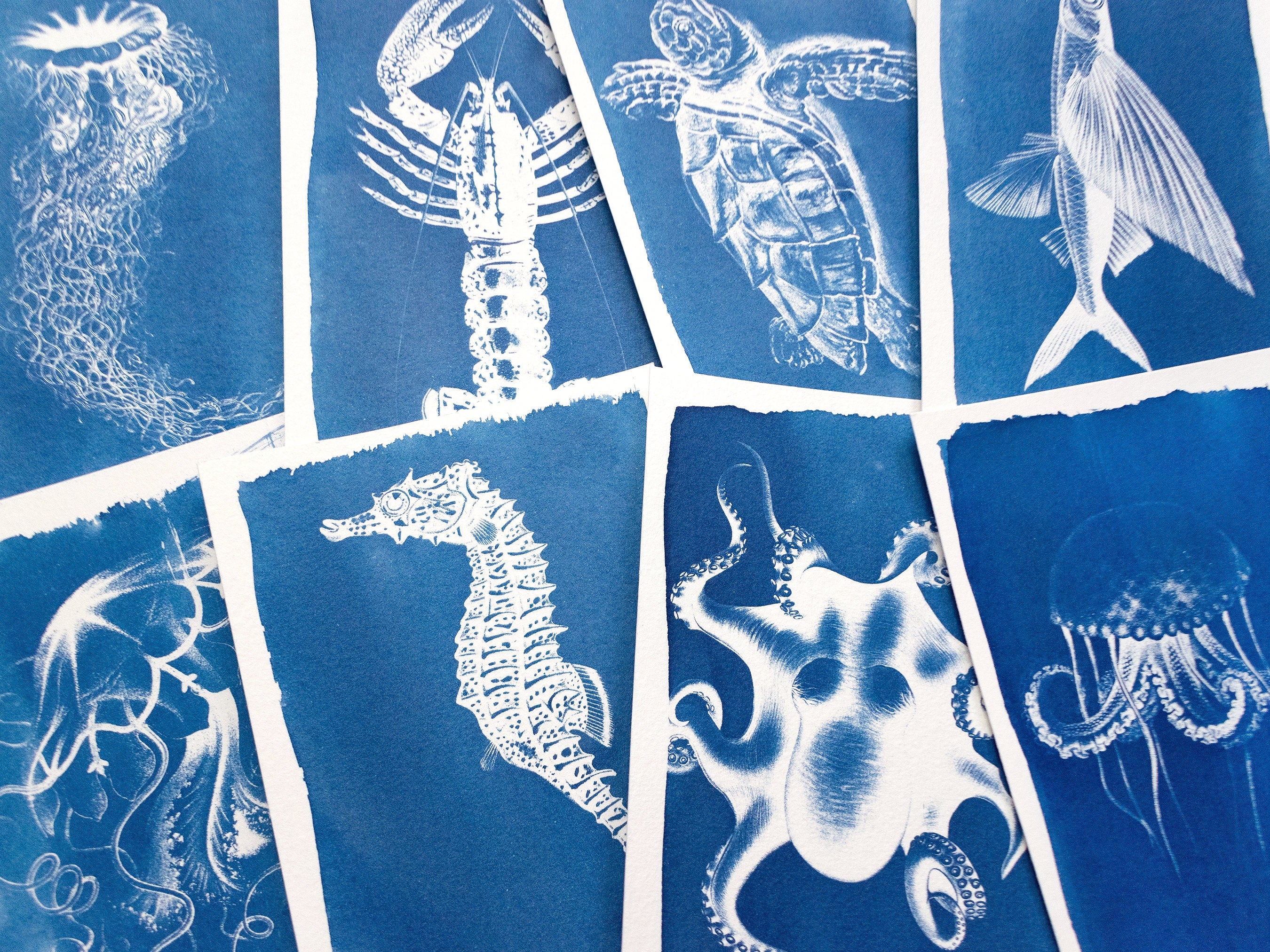 sea horse cyanotype print