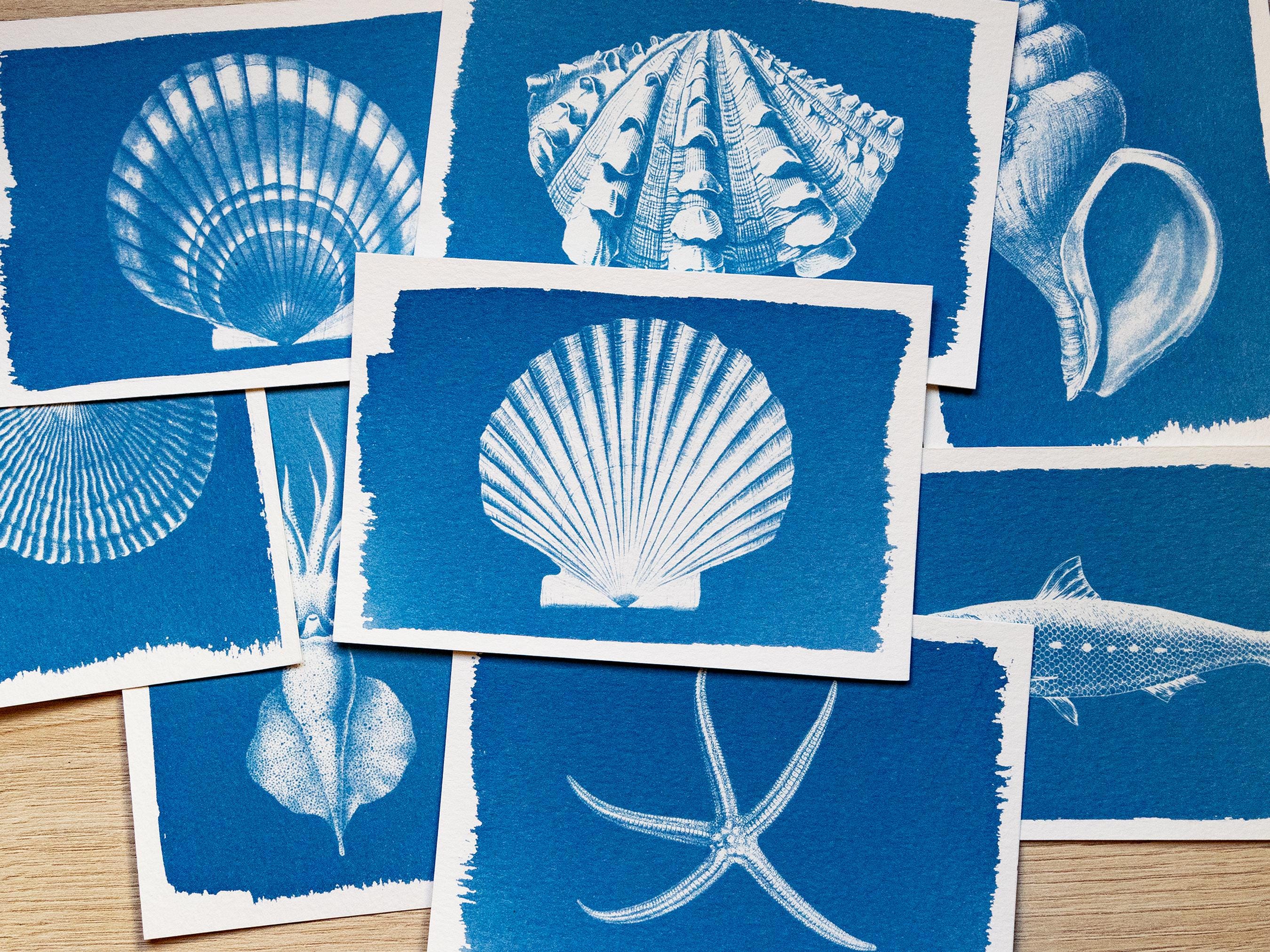shell animals cyanotype prints