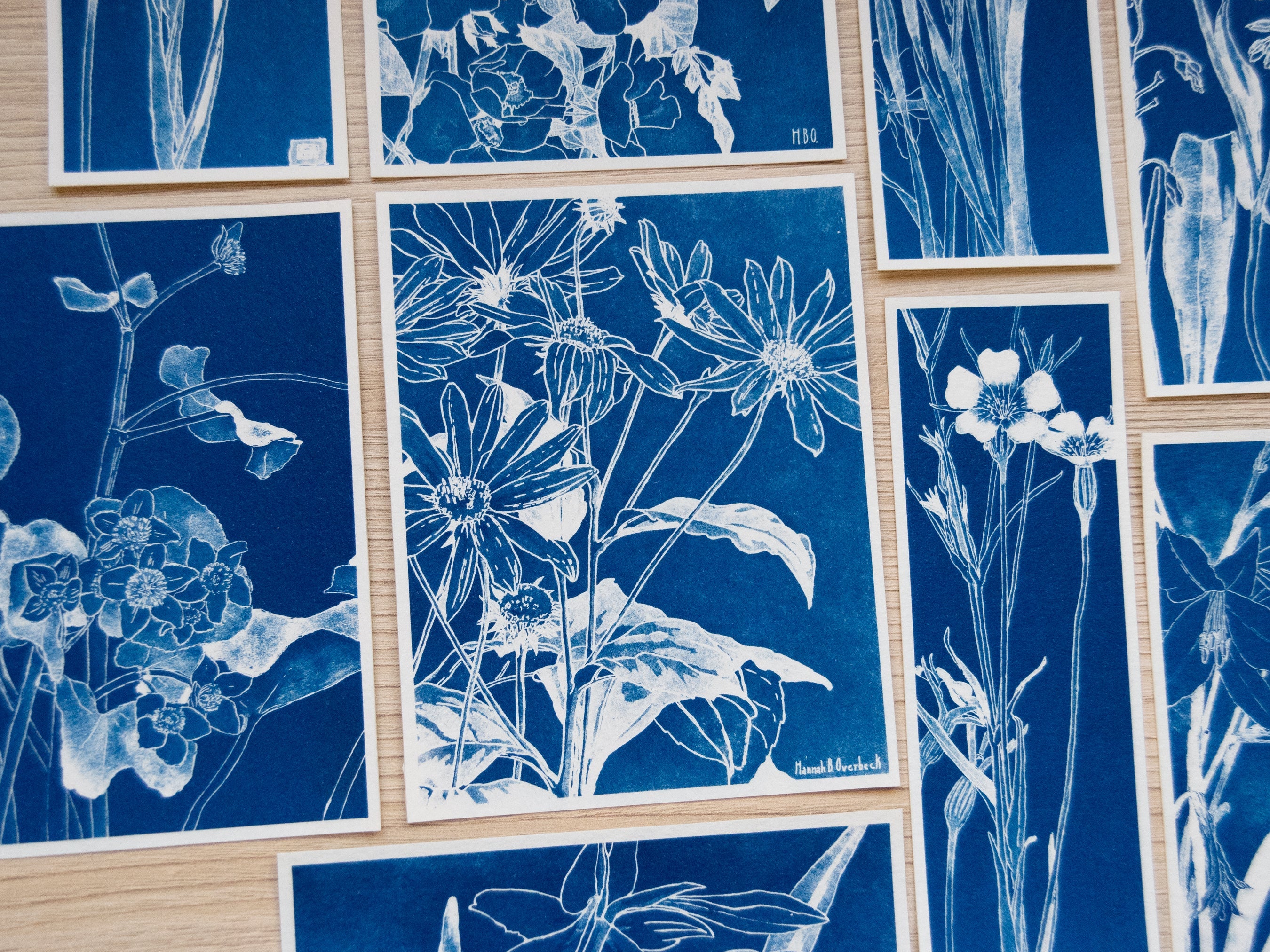 botanical cyanotype prints