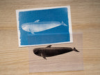 Whales Cyanotype Stencil Set