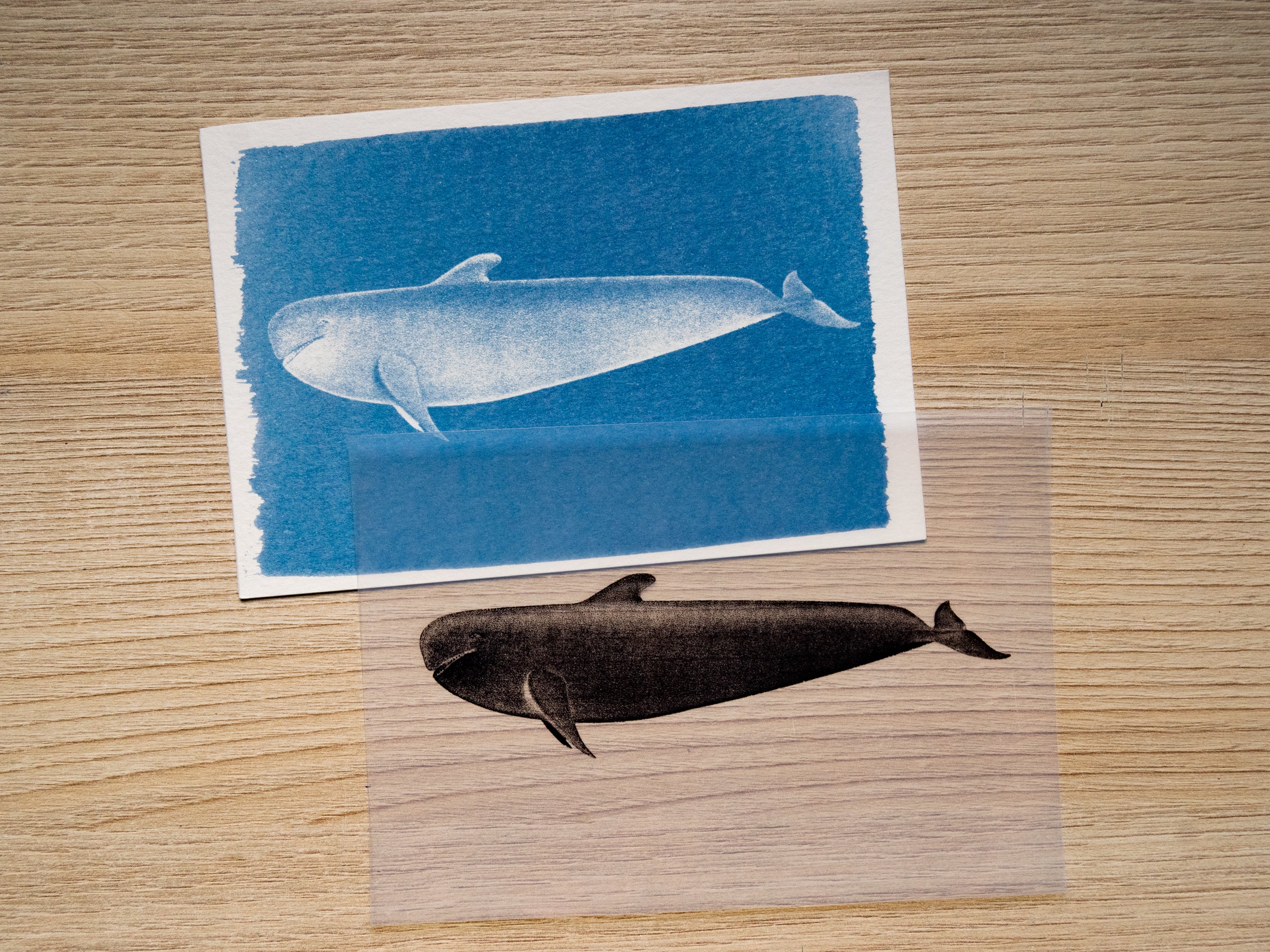 Whales Cyanotype Stencil Set