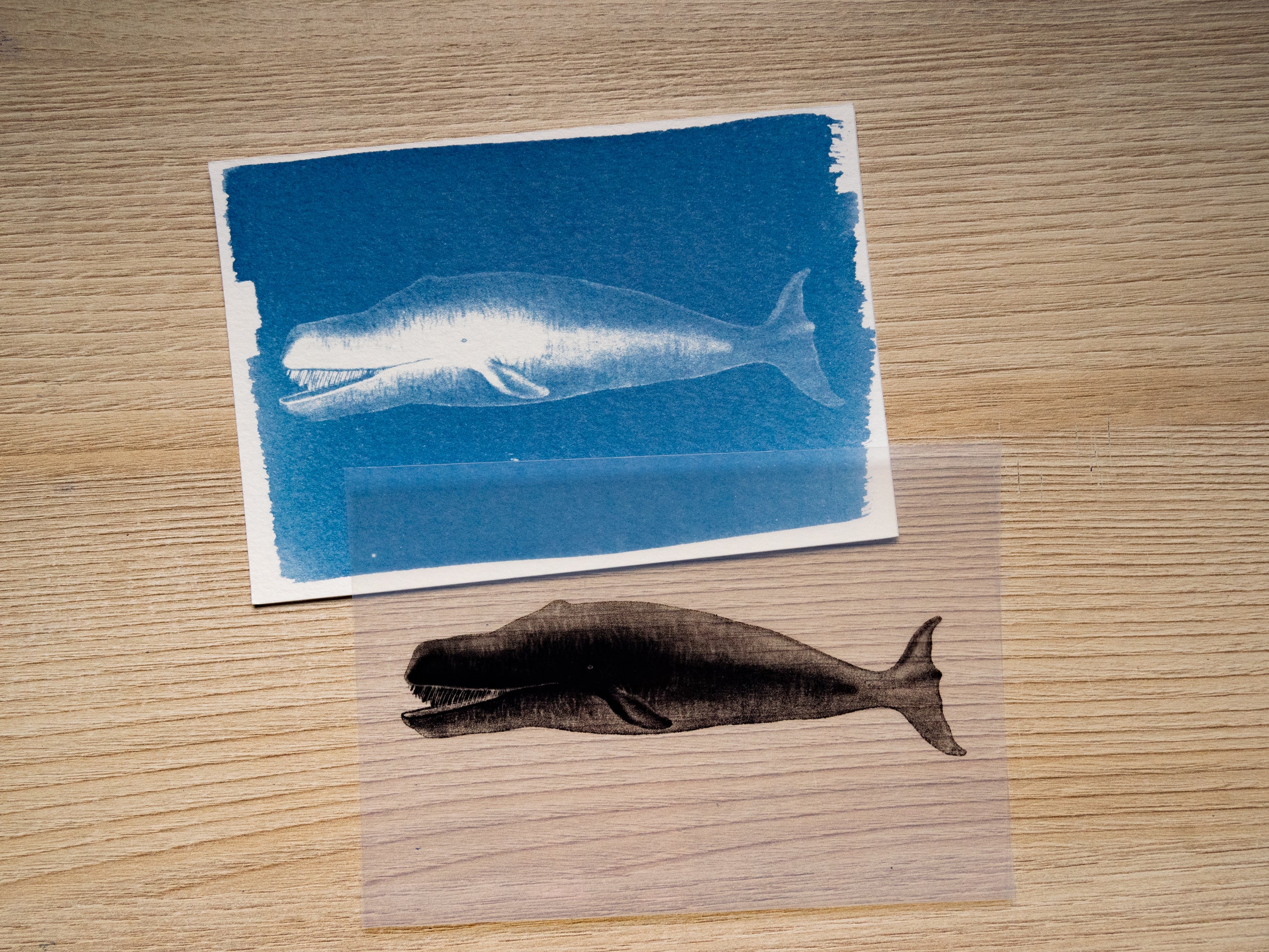Whales Cyanotype Stencil Set