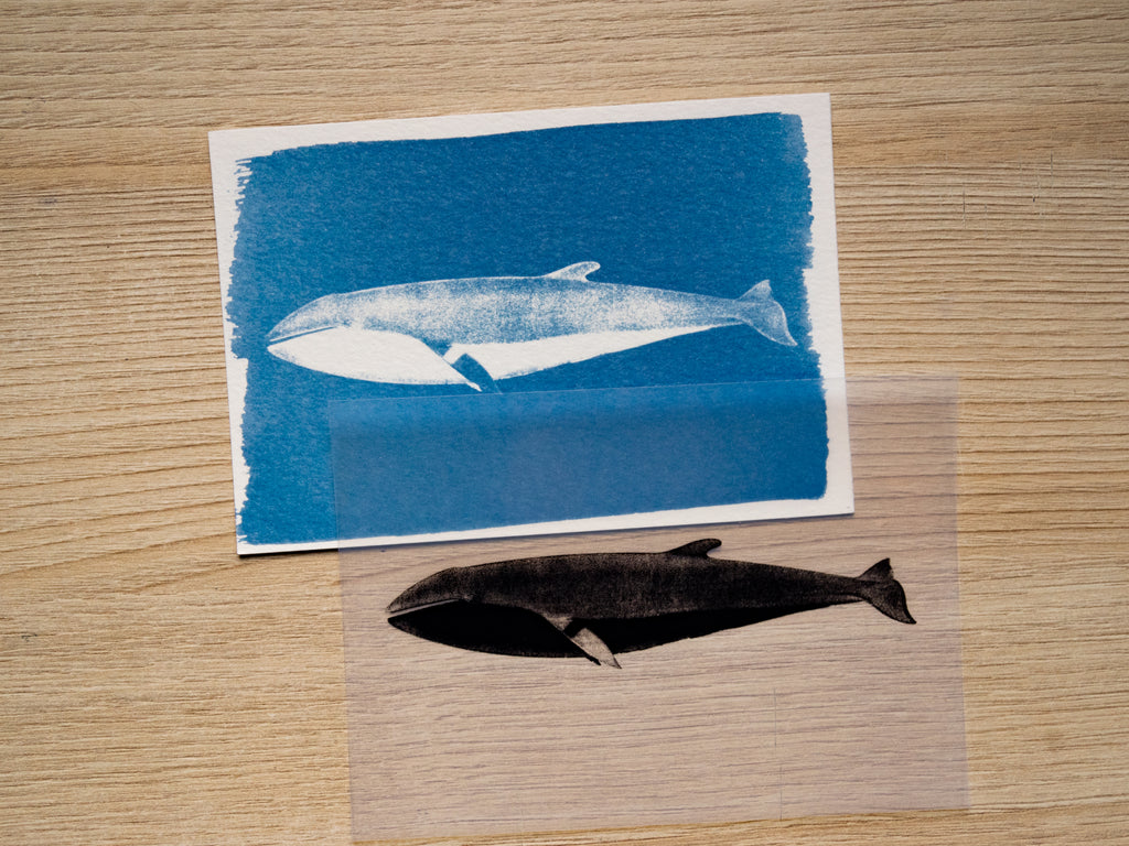 Whales Cyanotype Stencil Set