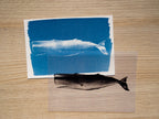 Whales Cyanotype Stencil Set