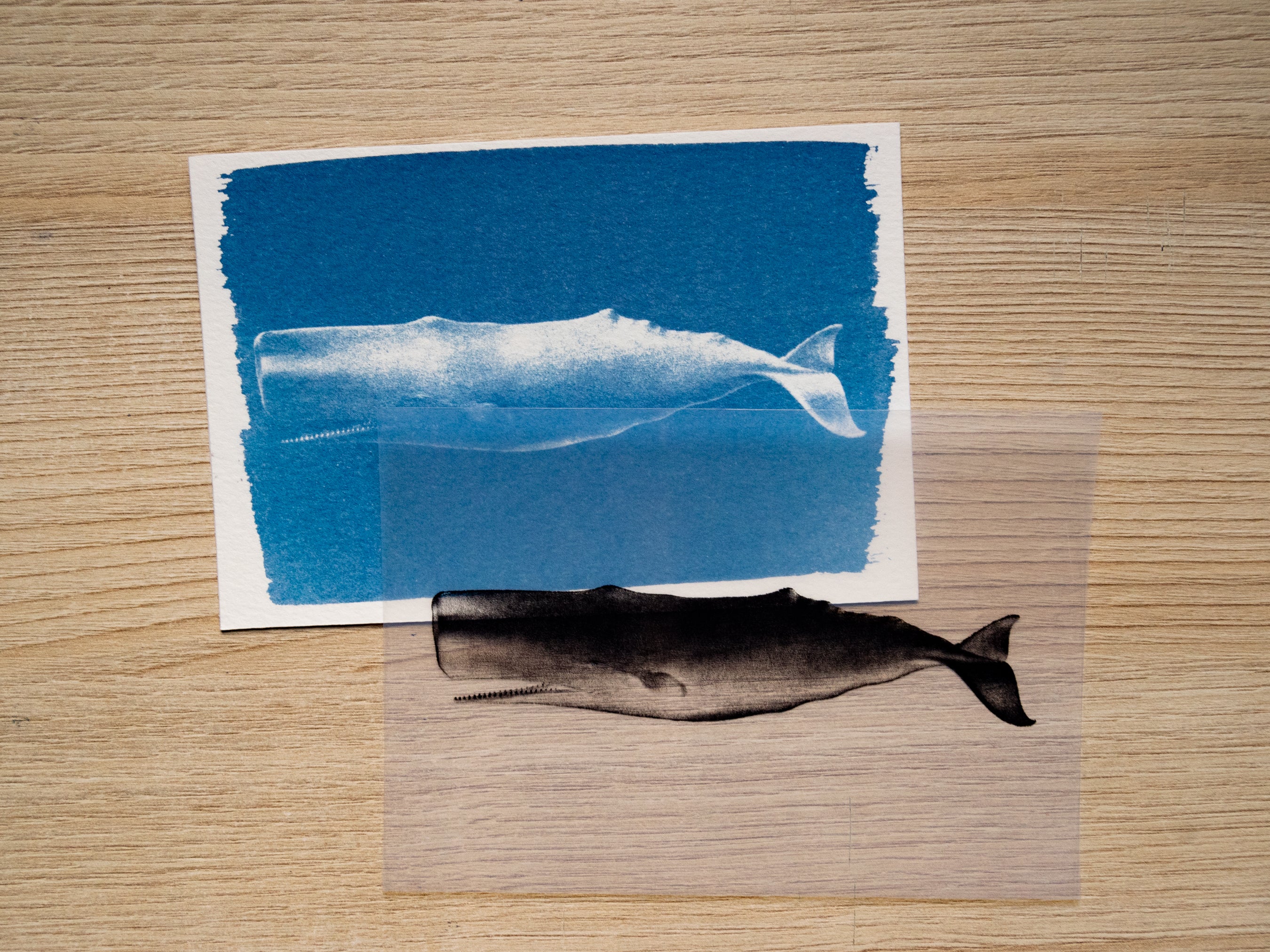 Whales Cyanotype Stencil Set