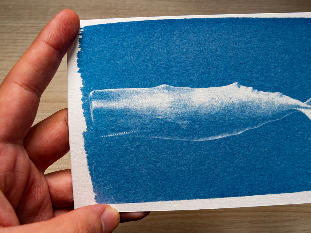 Whales Cyanotype Stencil Set