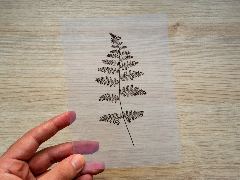 pressed leaf for cyanotype