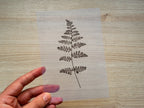 pressed leaf for cyanotype