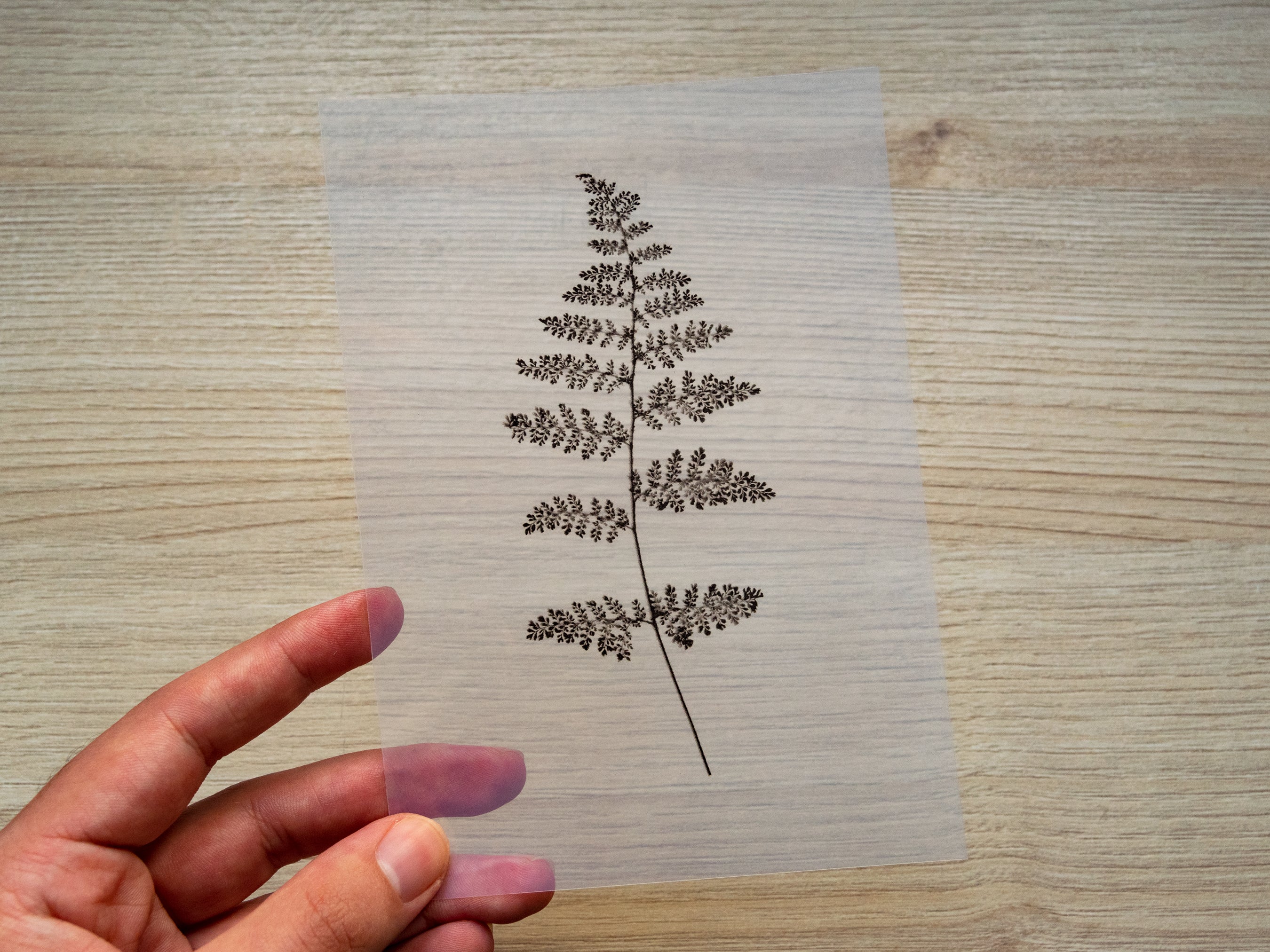 pressed leaf for cyanotype