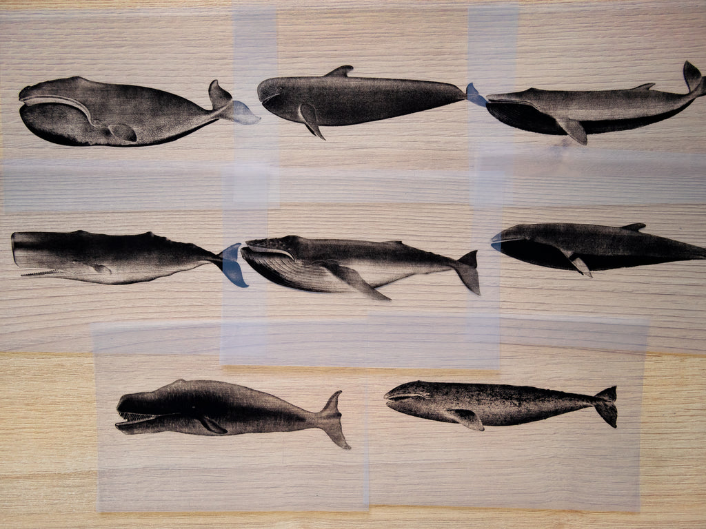 Whales Cyanotype Stencil Set