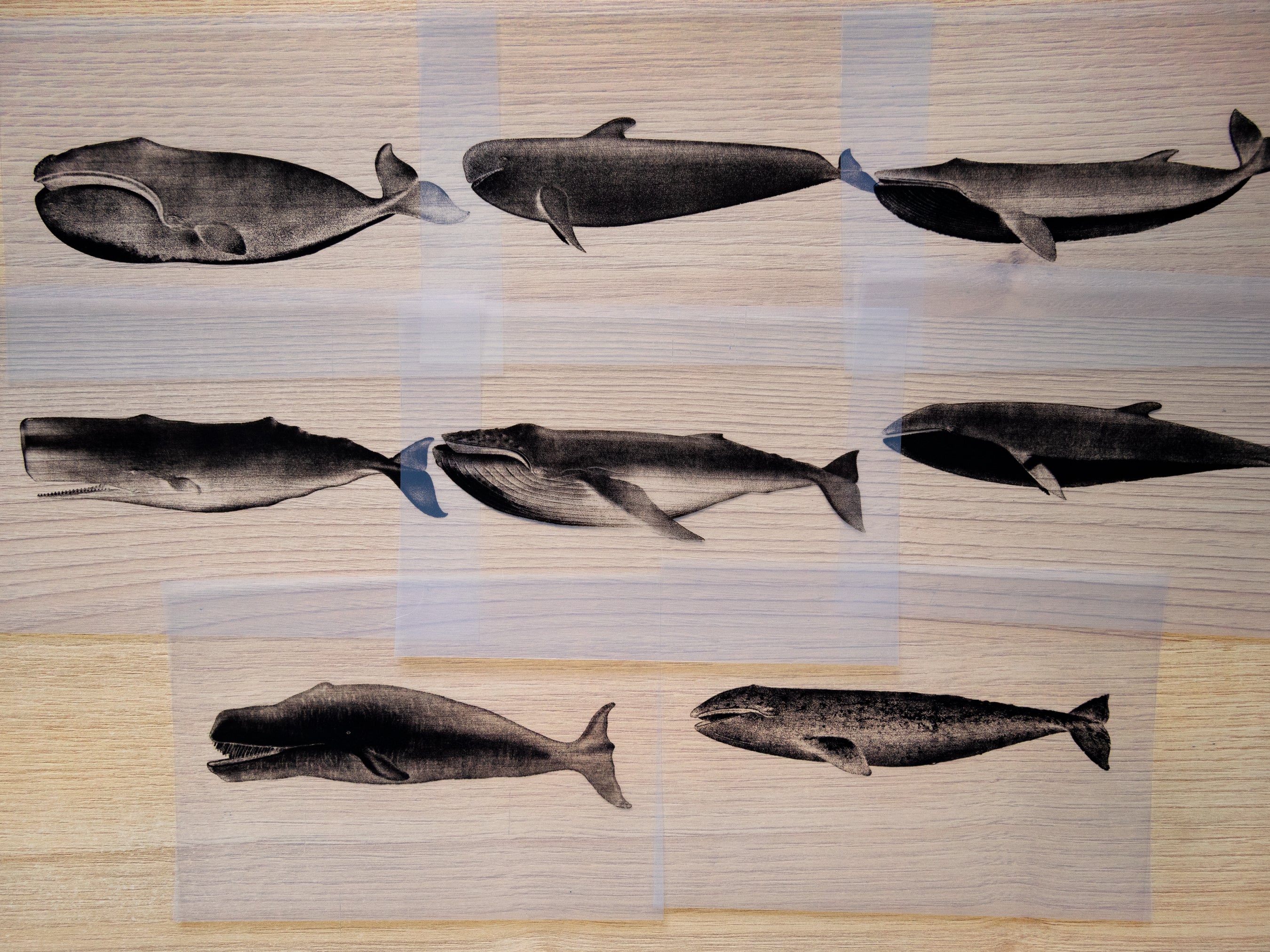 Whales Cyanotype Stencil Set
