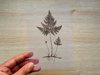 fern leaf cyanotype stencils
