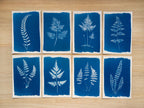 how to make cyanotype stencils