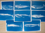 Whales Cyanotype Stencil Set
