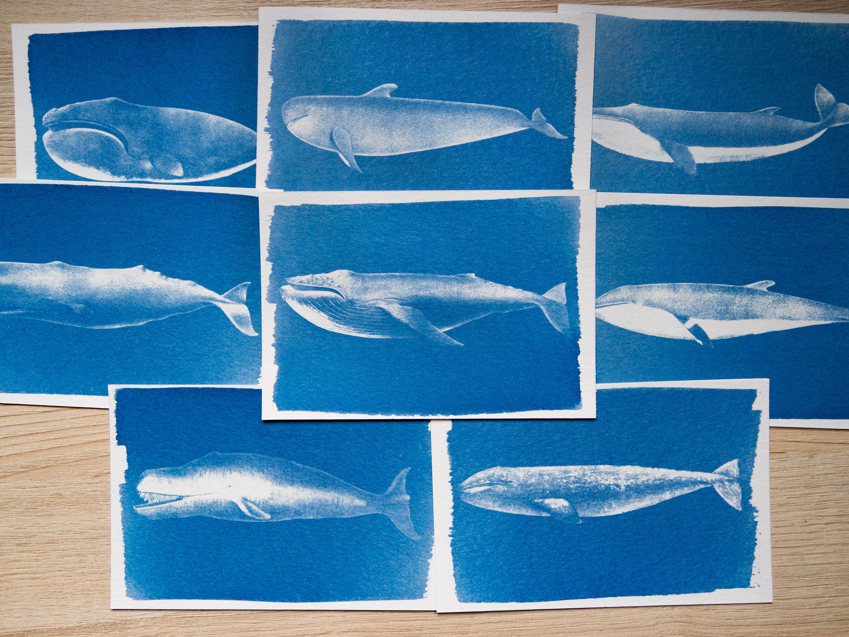 Whales Cyanotype Stencil Set