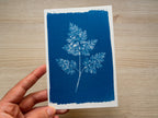 negative for cyanotype