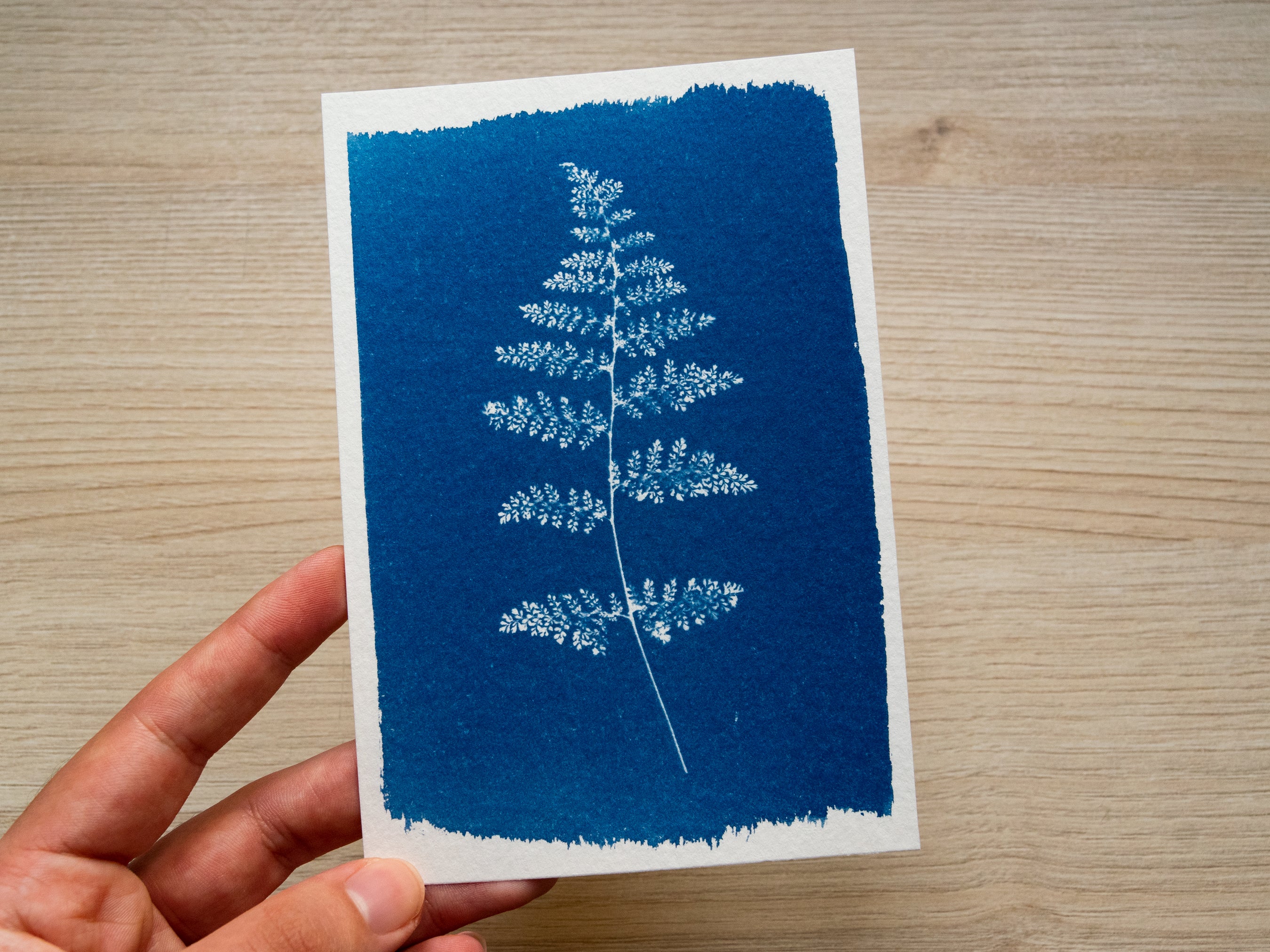 handmade cyanotype print with pressed leaf