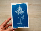 fern leaf cyanotype negative