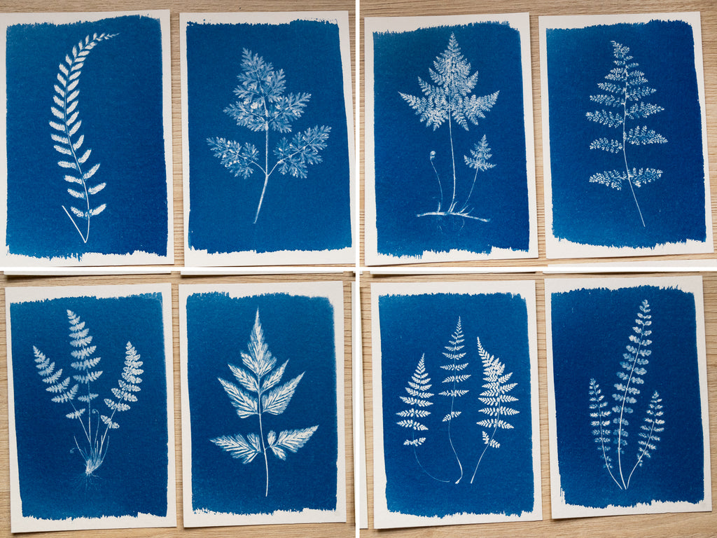 pressed leaves cyanotype