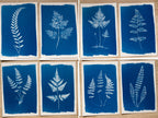 pressed leaves cyanotype
