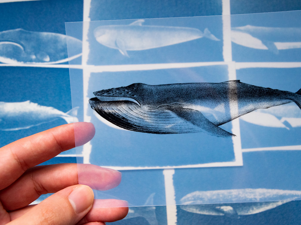 Whales Cyanotype Stencil Set