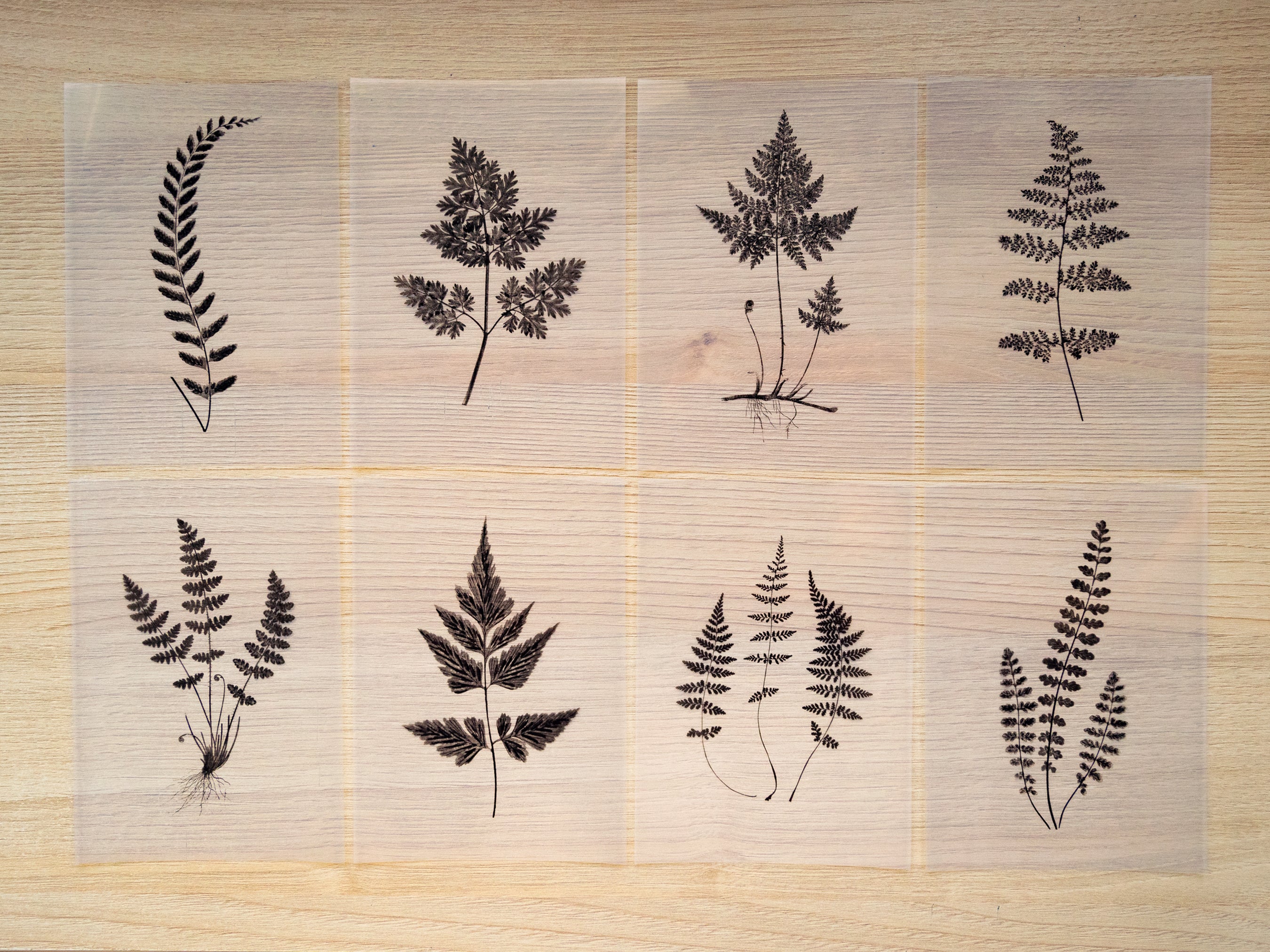 how to make negatives for cyanotype