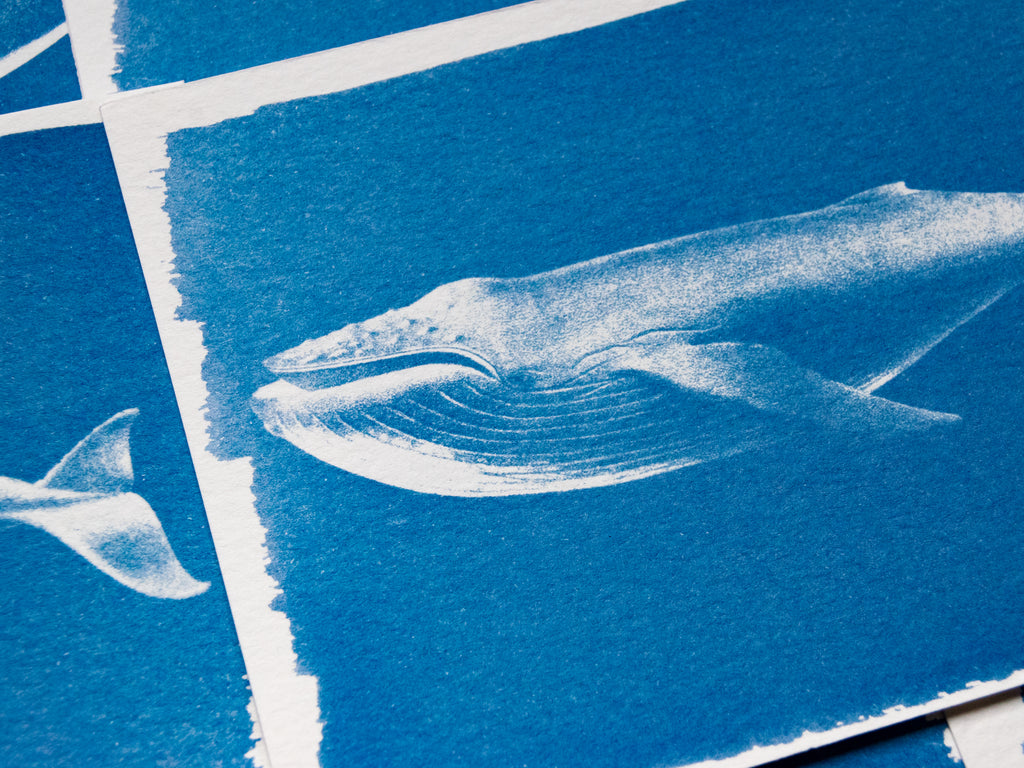 Whales Cyanotype Stencil Set