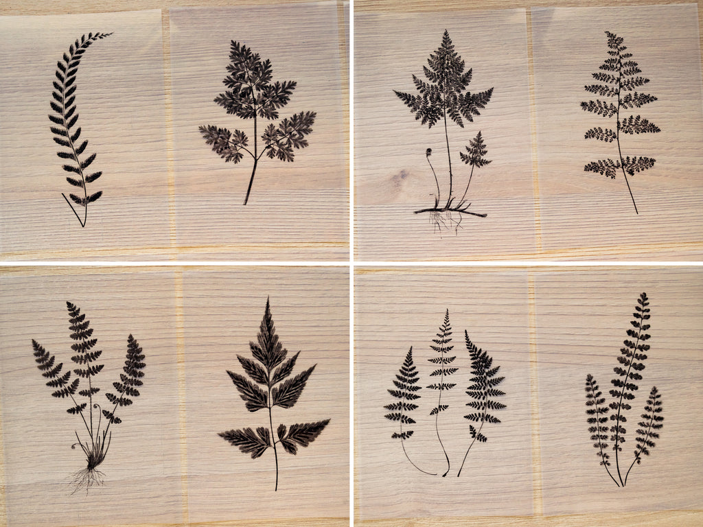 pressed fern leaves cyanotype stencils