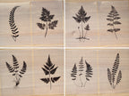 pressed fern leaves cyanotype stencils