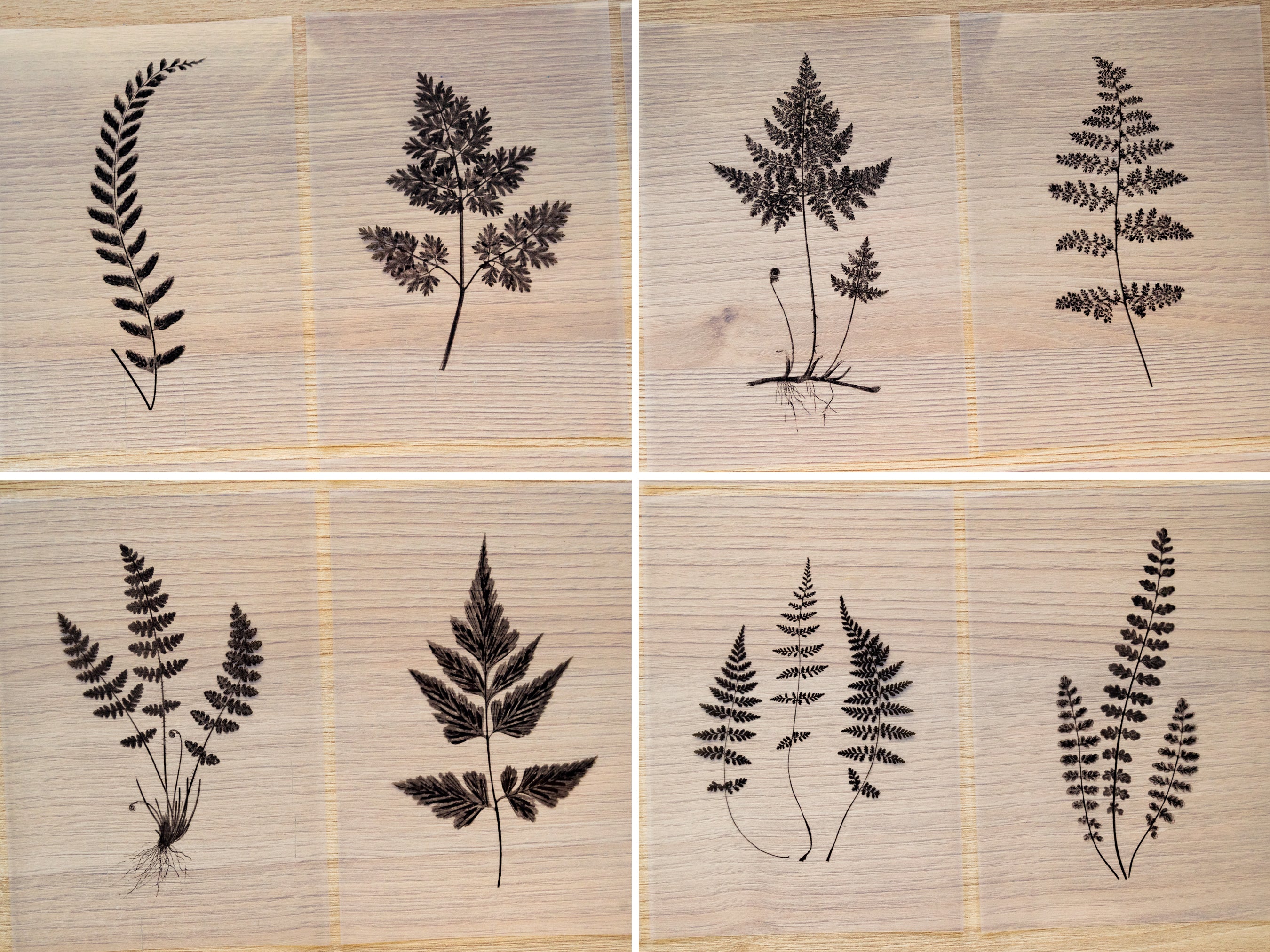 pressed fern leaves cyanotype stencils