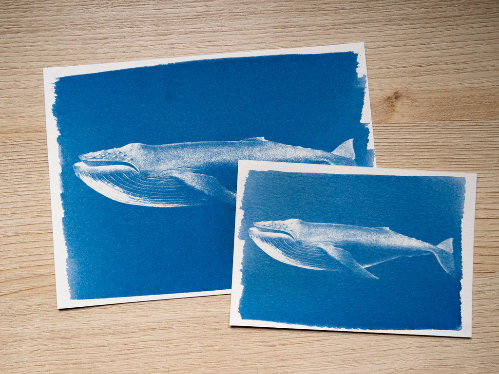Whales Cyanotype Stencil Set