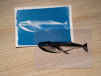 Whales Cyanotype Stencil Set