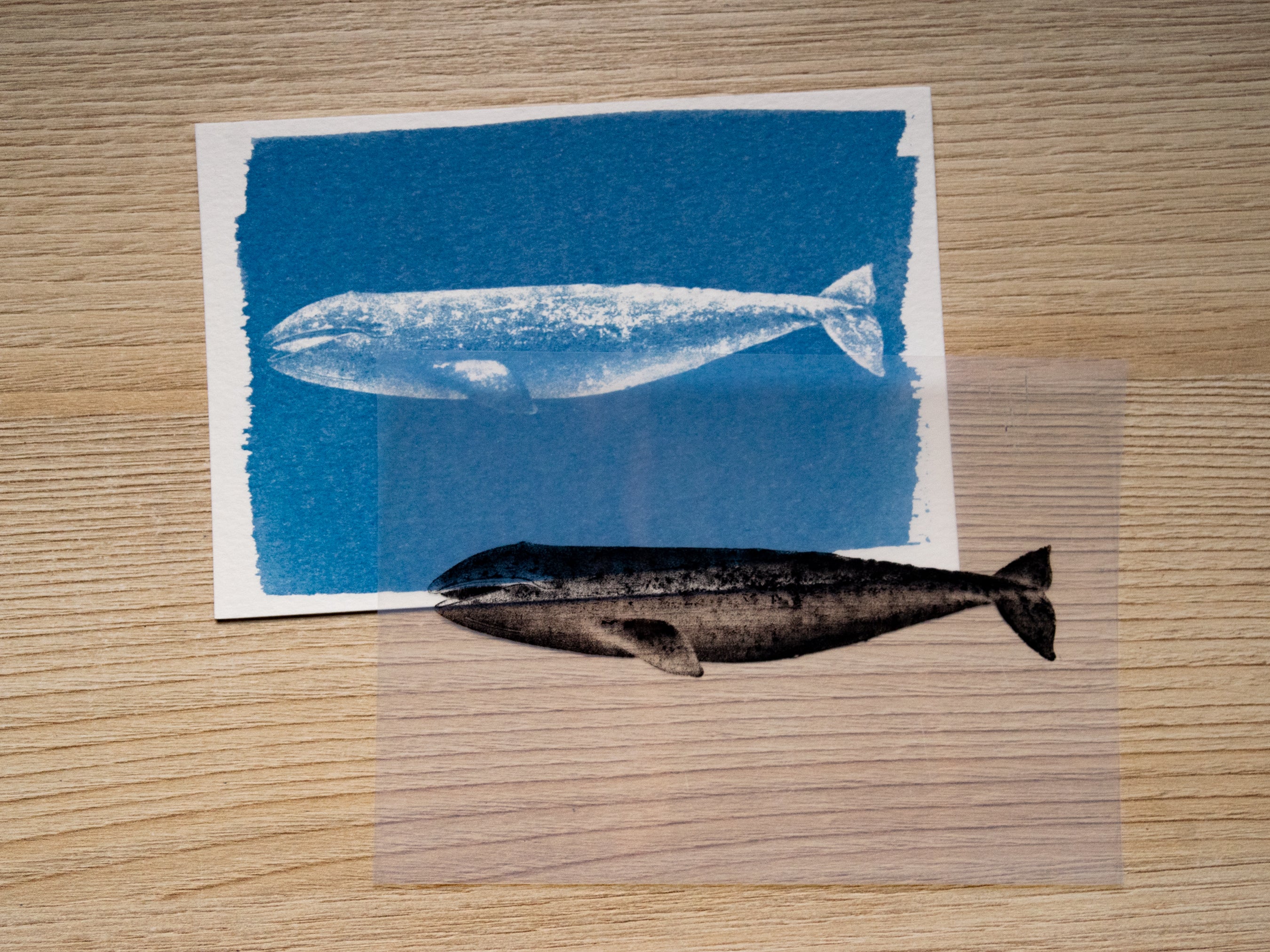 Whales Cyanotype Stencil Set