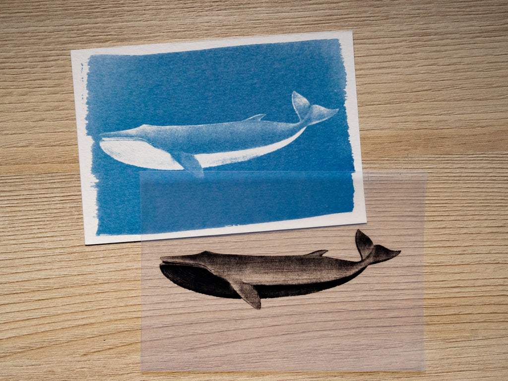 Whales Cyanotype Stencil Set