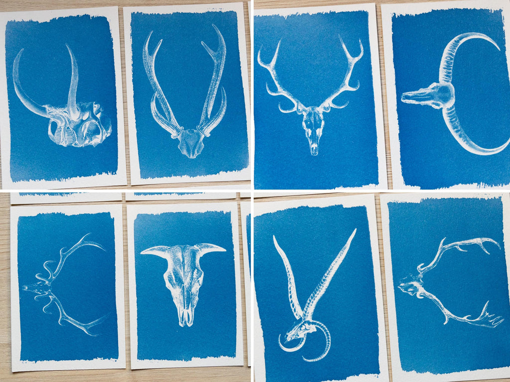 Animal Antlers Cyanotype art