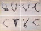 Animal Antlers Cyanotype negatives