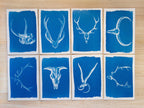 Animal Antlers Cyanotype prints