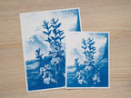 Big cyanotype stencils for cyanotype printing