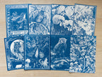 Bird Cyanotype art