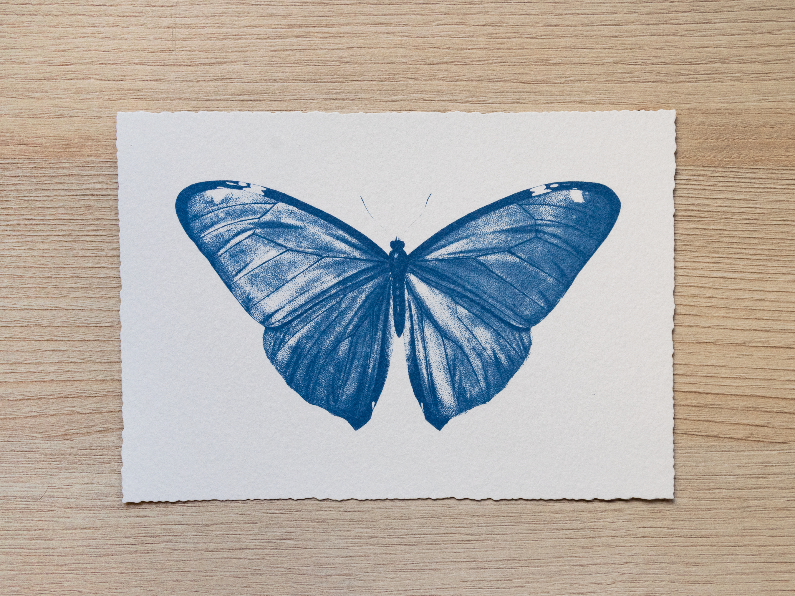 Original cyanotype print, butterfly cyanotype art