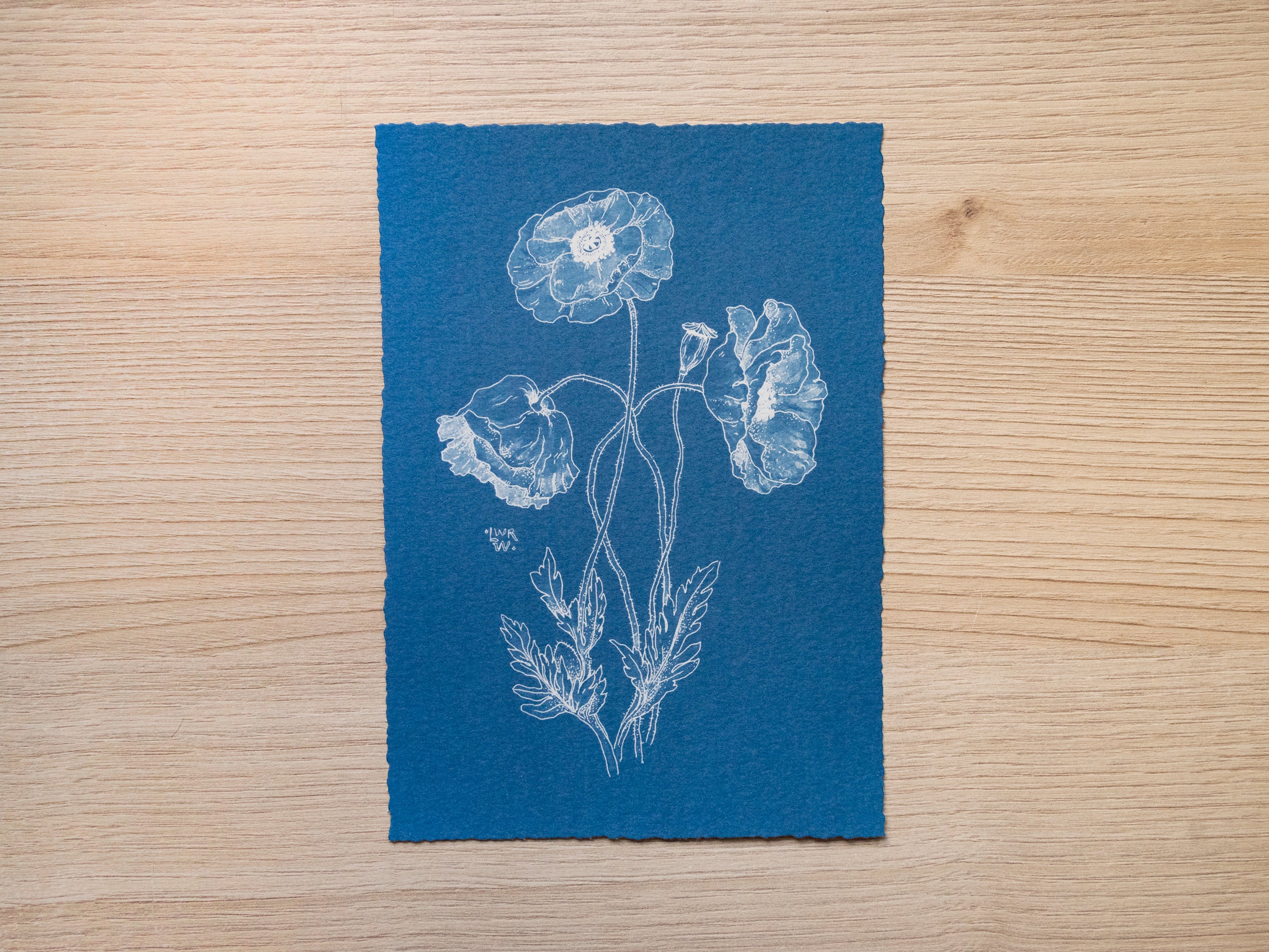 Original cyanotype print, poppy cyanotype art